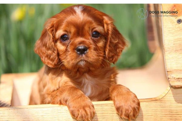 Cute Dog Names Top 200 Adorable Name Ideas For Your New Puppies