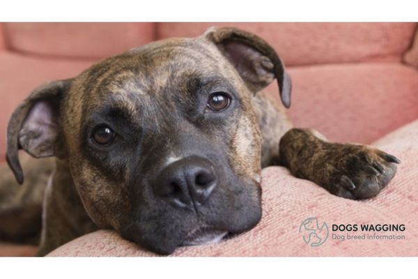 The Plott Hound Pitbull mix-Your perfect canine companion