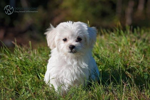 White Dog Names