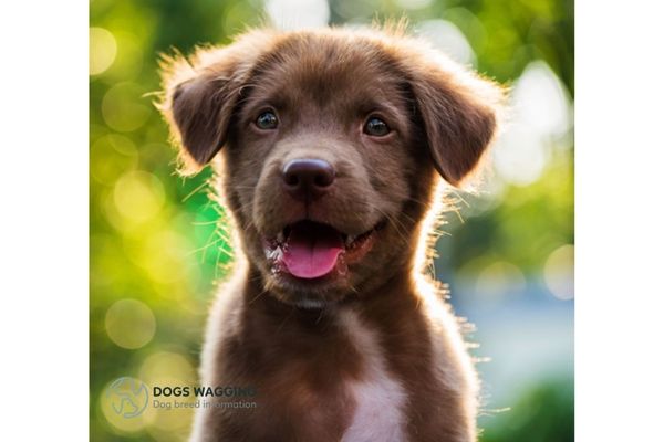 Boy Dog Names Top 200 Popular Name Ideas For Male Puppies