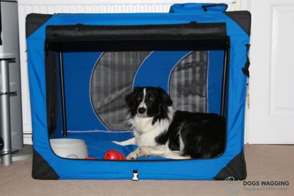 How To House Train A Dog: A Complete Guide