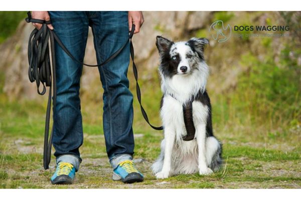 Why Does Your Dog Regress With Potty Training?