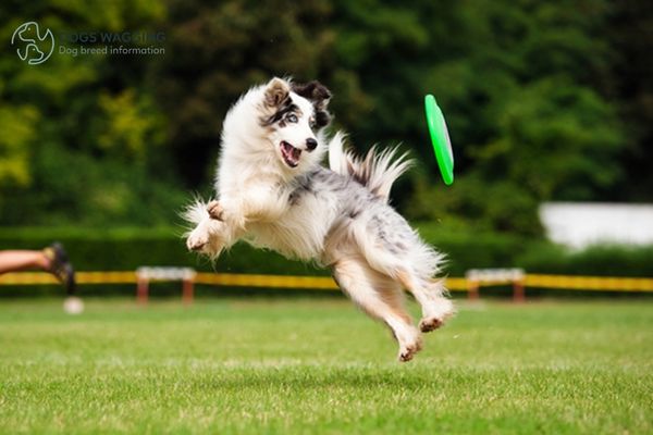 A dog are playing a game of fetch