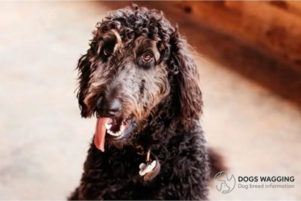 Decoding The Charm Of Pit Bull Poodle Mix Breeds