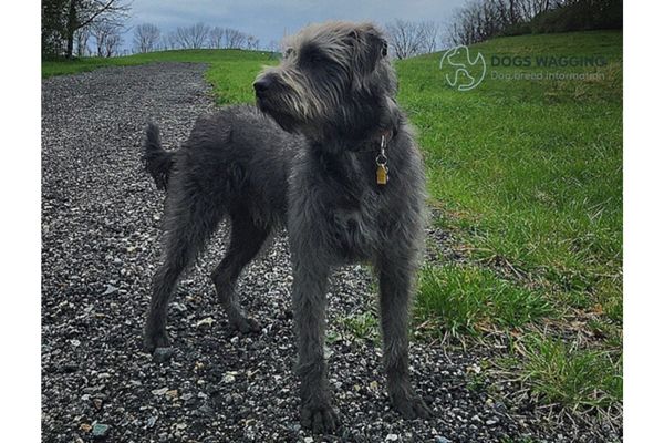 Training for Pit Bull Poodle Mix