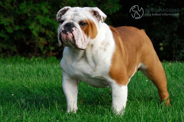 The English Bulldog Breed