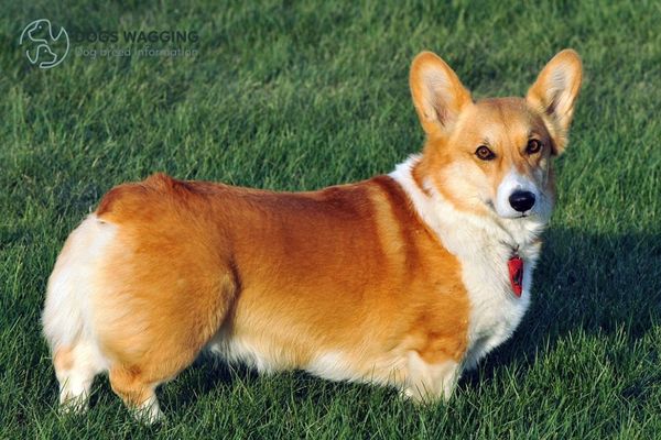 The Corgi Breed