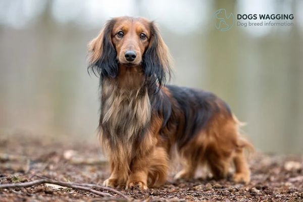 The Dachshund Dog