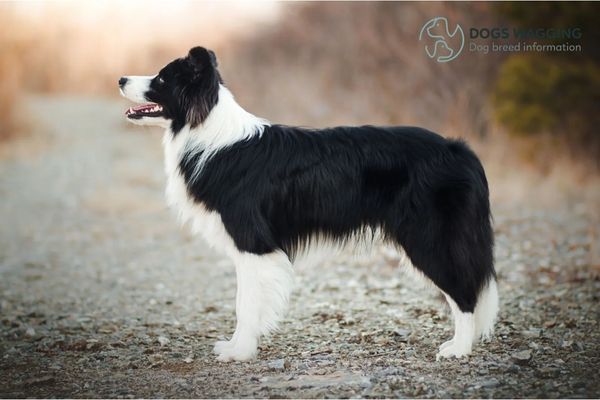 The Border Collie Dog