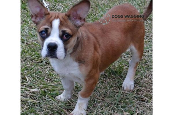 Corgi Bulldog Mix Dog Breed Information and Pictures