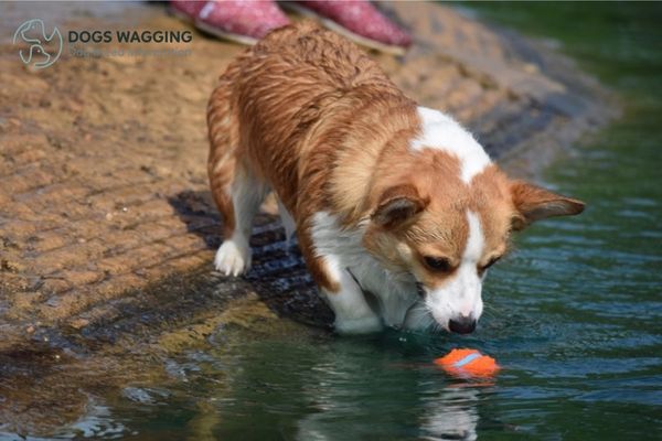 The Corgi and English Bulldog Mix with fetch games