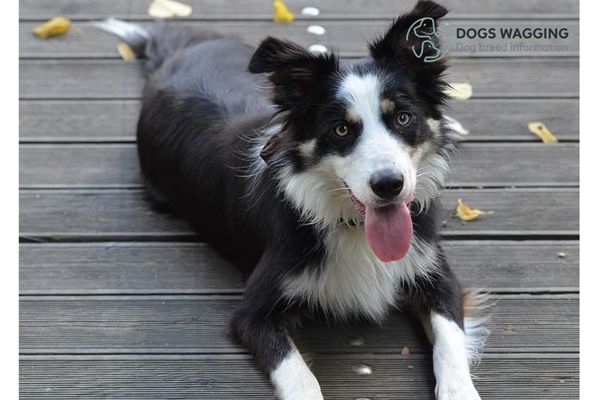 Dachshund Border Collie Mix with play times