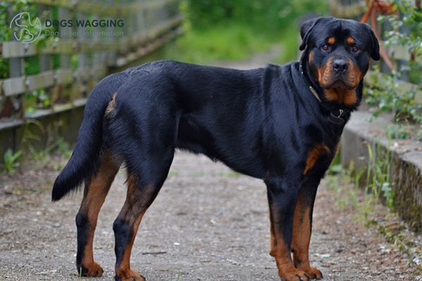 The Rottweiler Breed