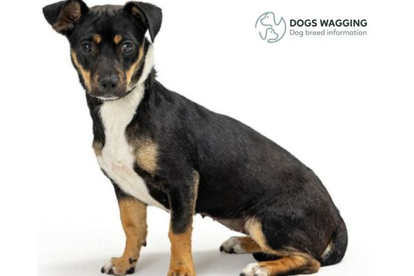 Rottweiler Mix With Chihuahua All Interesting Facts And Pictures