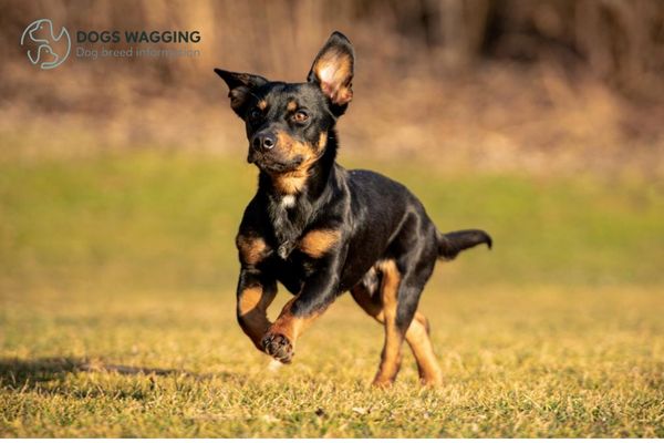 The Rottweiler Chihuahua Mix with daily walks