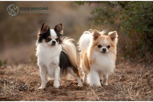 The Chihuahua parent breed