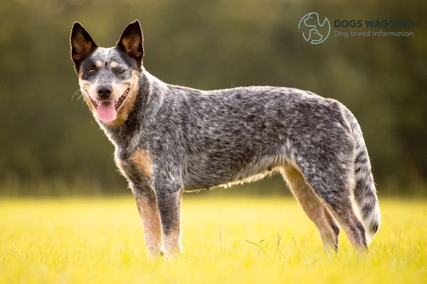 The Blue Heeler parent breed