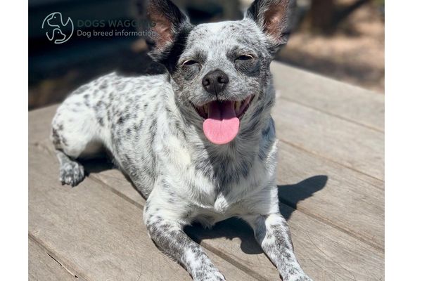 Chihuahua Heeler Mix Dog Breed Information And Pictures