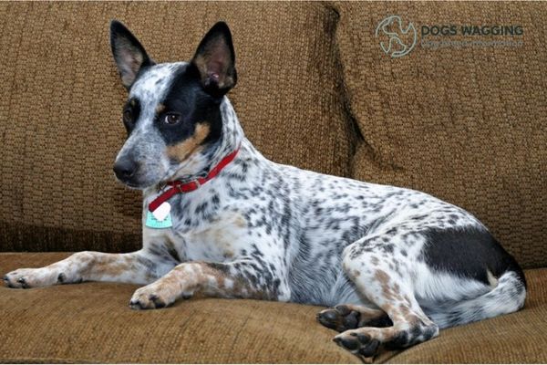 Chihuahua Heeler Mix Grooming Requirements