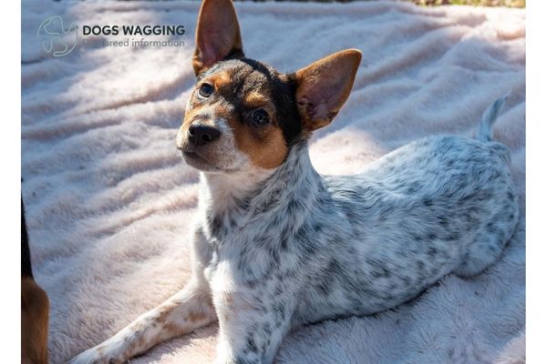 Chihuahua Heeler Mix Dog Breed Information And Pictures