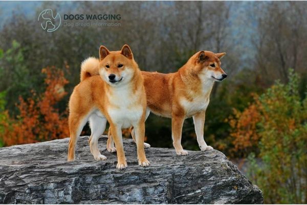 The Shiba Inu Parent Breed