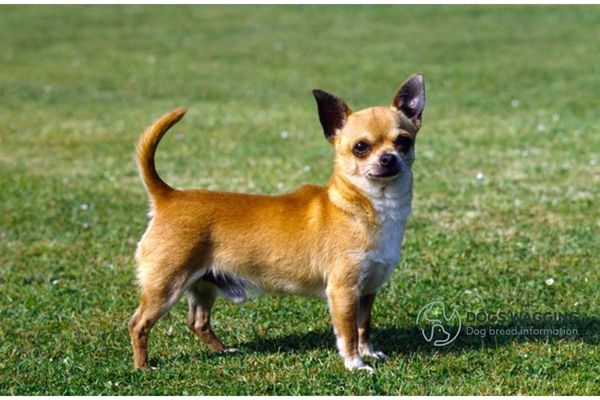 The Chihuahua parent breed