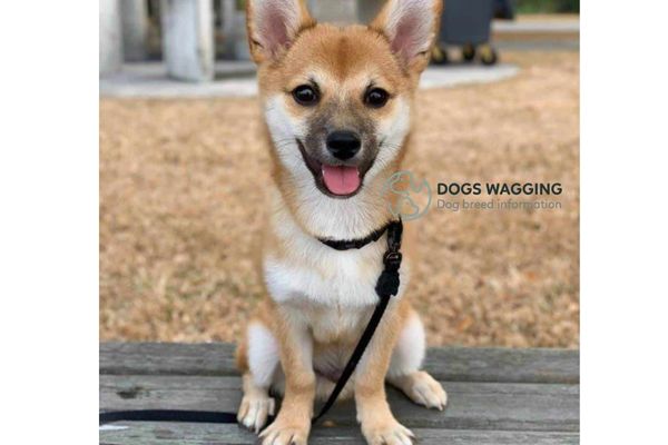 The Shiba Inu Mixed With Chihuahua after brushing coat