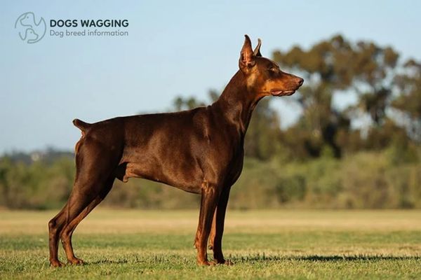 The Doberman Pinscher breed