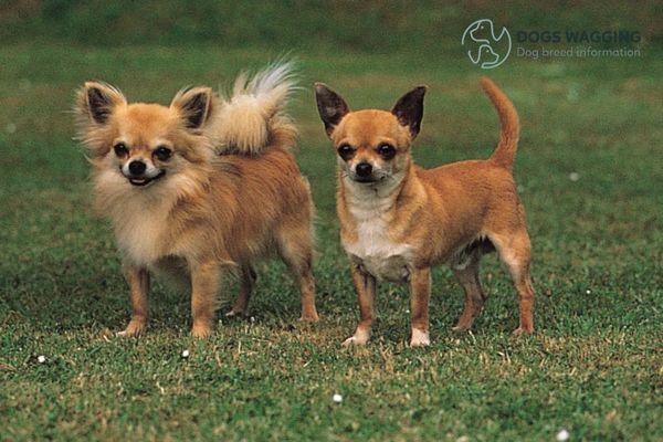 The Chihuahua breed