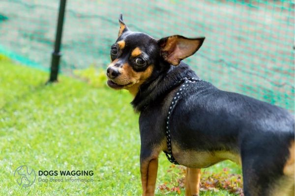 Doberman Pinscher Chihuahua Mix All Impressive Traits And Pictures