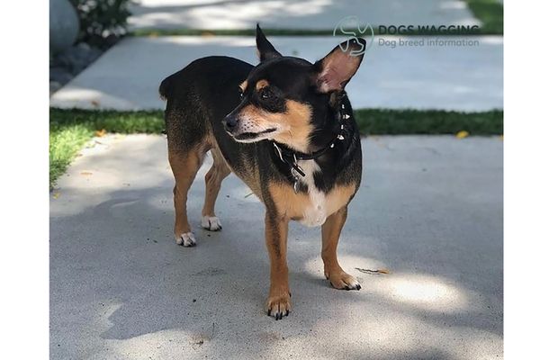 Doberman Pinscher Chihuahua Mix Health Issues