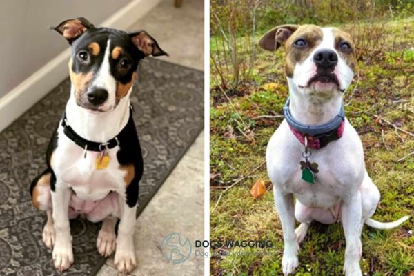 Rat Terrier Pitbull Mix is a hybrid of the Rat Terrier and Pitbull breeds 