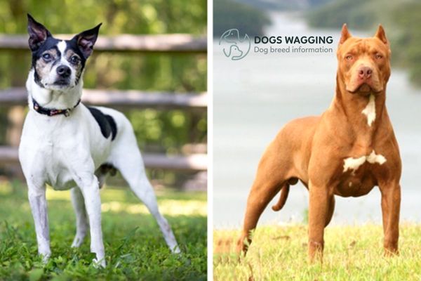 Rat Terrier Pitbull Mix's appearance features a muscular build and squarish face 