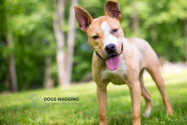 Rat Terrier Pitbull Mix: The Ultimate Evaluation