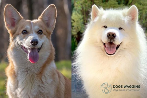 Samoyed Corgi Mix Is A Pet Suitable For Family Pets