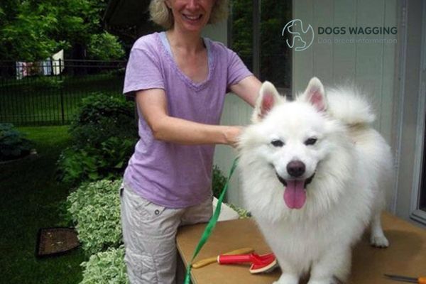 Samoyed Corgi Mix Is A Pet Suitable For Family Pets