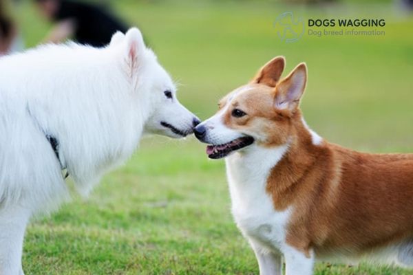 Tips for training Samoyed Corgi mix