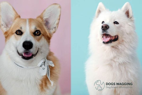 Is Samoyed Corgi right for family pets?