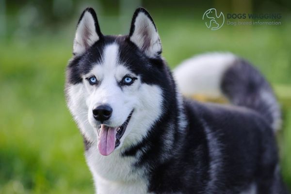 The Husky breed