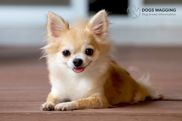 The Chihuahua breed