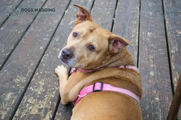 What You Need To Know Before Adopting A Shiba Inu Pitbull Mix