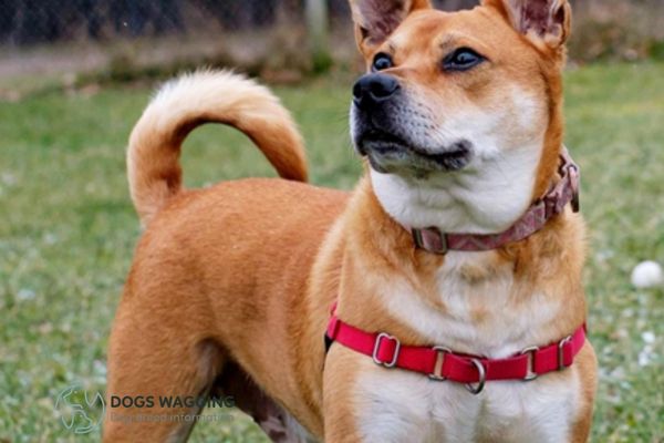 Appearance of Shiba Inu Pitbull Mix