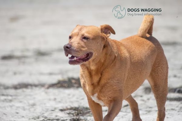 What You Need To Know Before Adopting A Shiba Inu Pitbull Mix