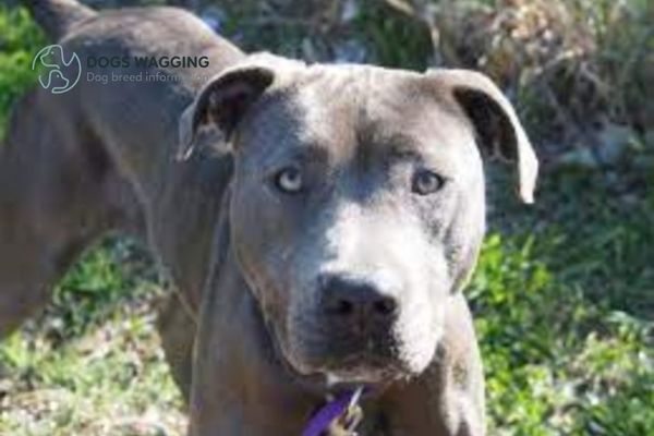 Overview of Weimaraner Pitbull mix