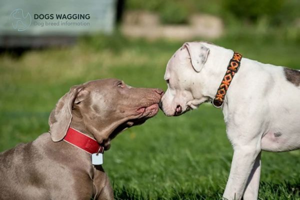 How to groom Weimaraner and Pitbull mix