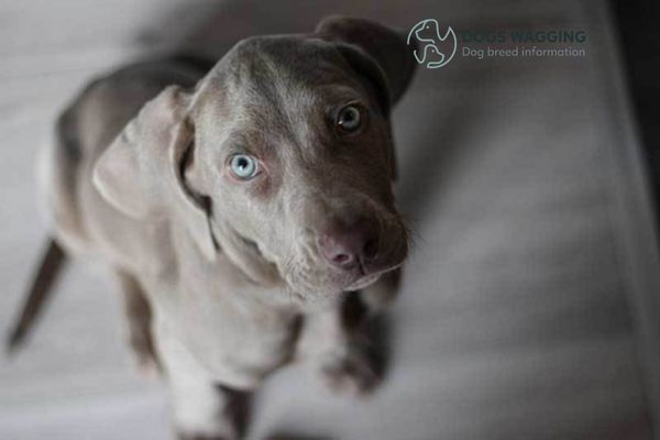 Some common issues of Pitbull Weimaraner Mix