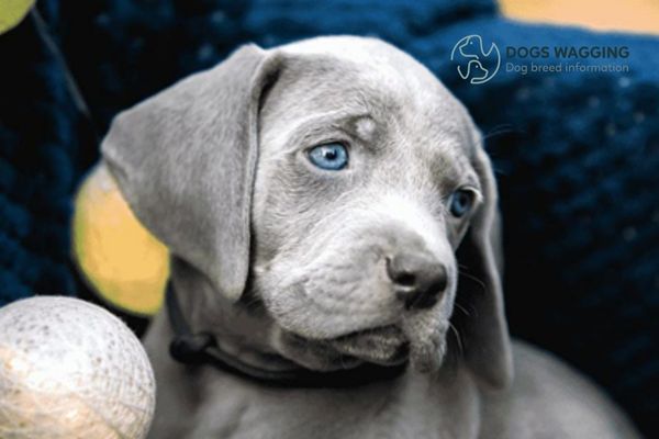 Weimaraner Pitbull Mix The Ultimate Guides For You