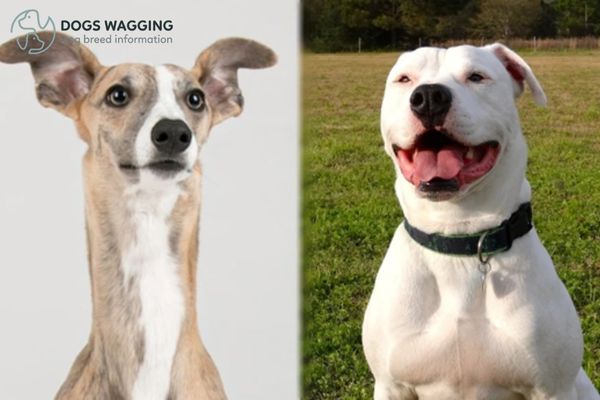 Whippet Pitbull Mix Should You Get A Pet For A Family Pet