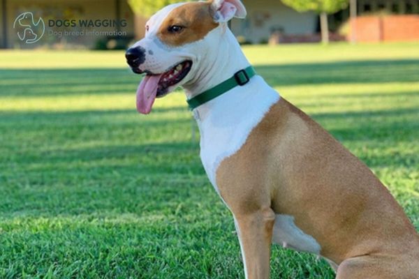 Is the Pitbull Whippet mix suitable for family pets?