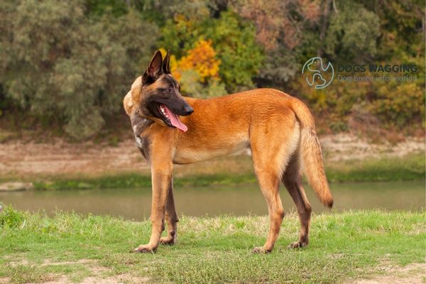 The Belgian Malinois parent breed